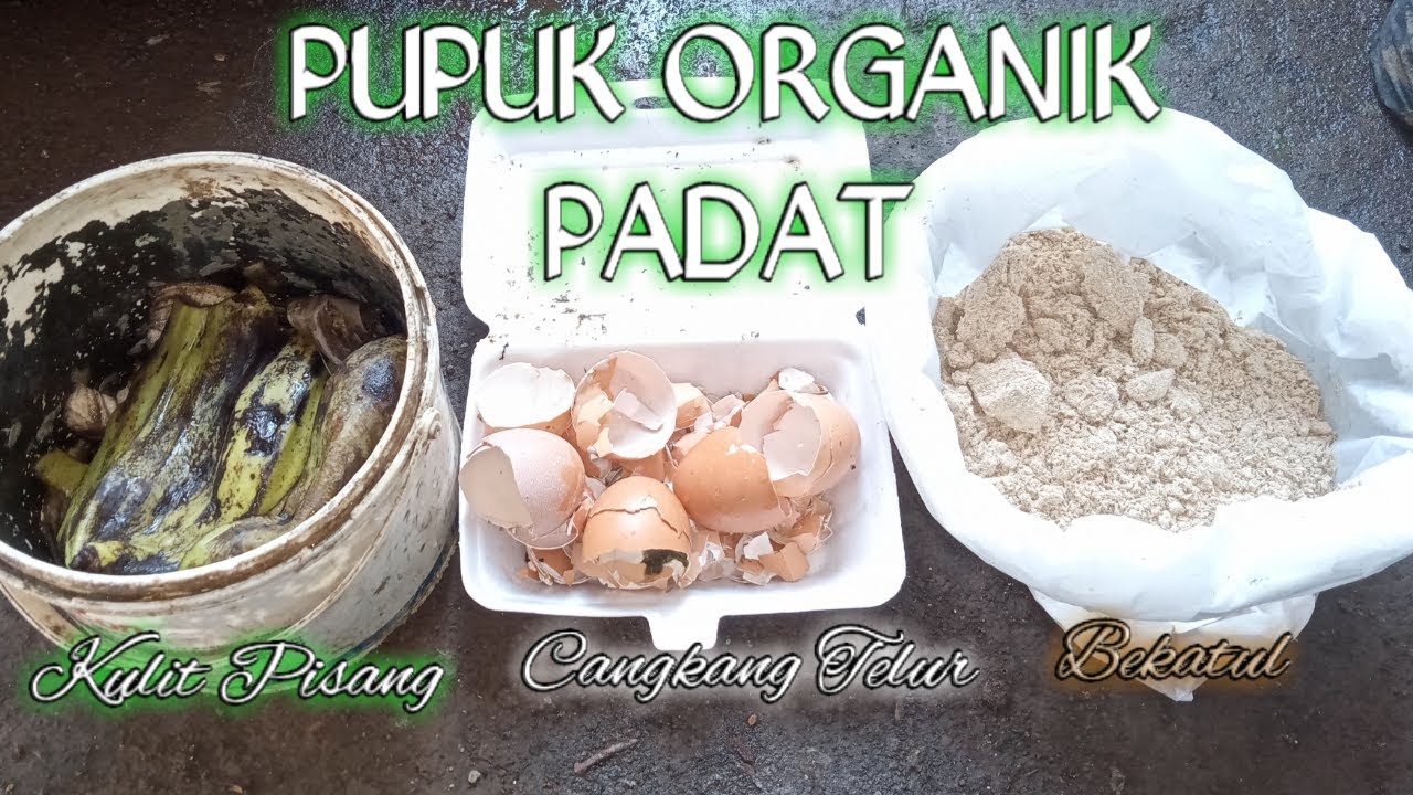 Cara Membuat Pupuk Organik  Padat Kulit Pisang 