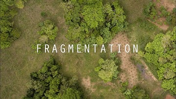 Seed Dispersal and Habitat Fragmentation | HHMI BioInteractive Video