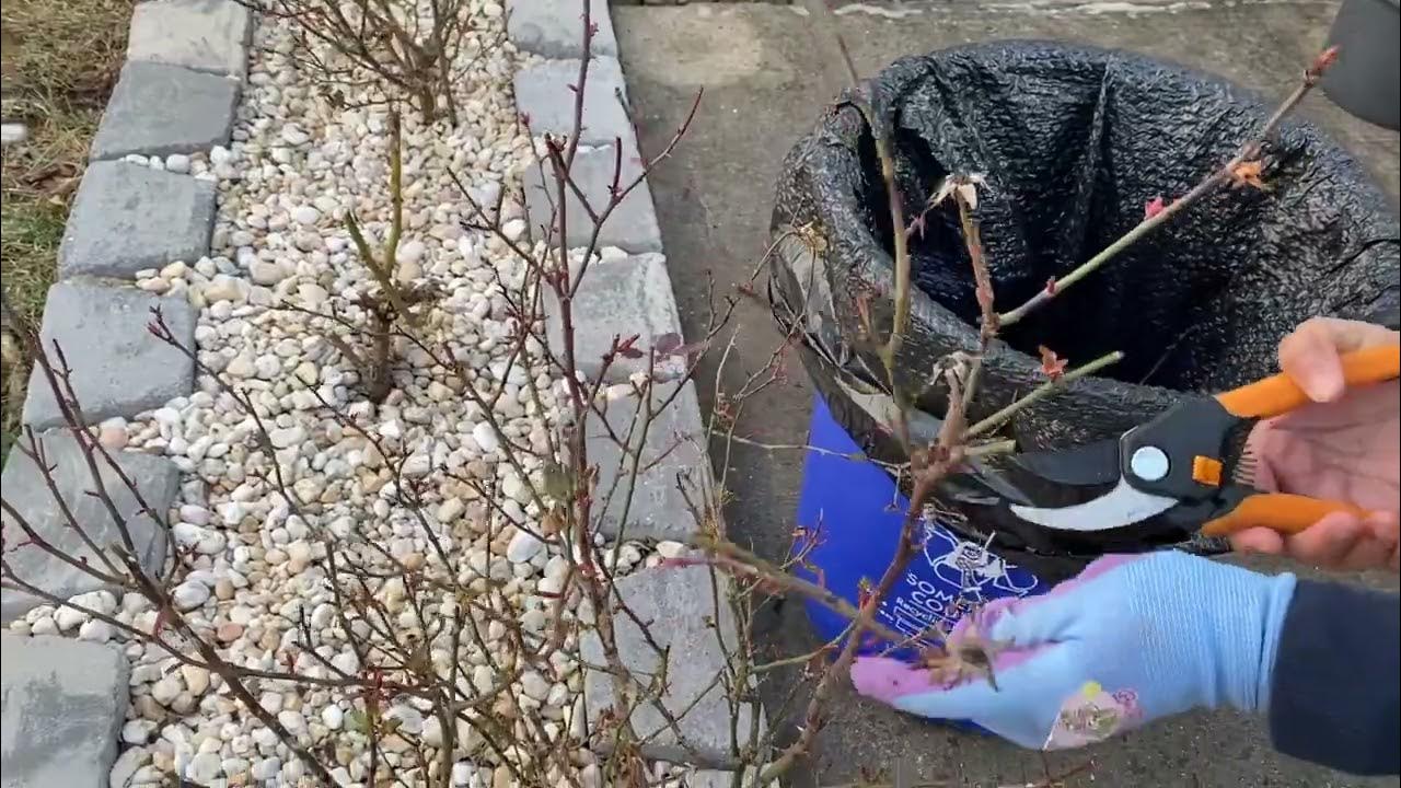 How to Prune Roses in Spring II Spring is Here II Spring garden YouTube
