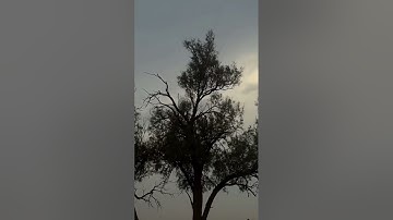 اتوقع القارئ محمودخليل الحصري#قرآن #المصحف #القرآن_الكريم #قران_كريم #تلاوة_خاشعة #قرآن_كريم #تلاوات