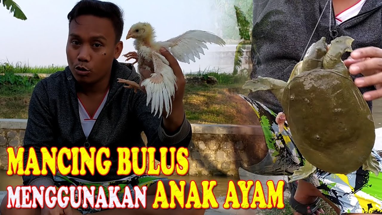 Umpan Gacor Mancing BULUS ATAU LABI LABI - Menggunakan Anak Ayam