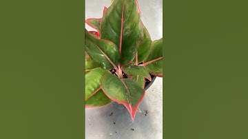 How to Propagate Aglaonema: Step-By-Step