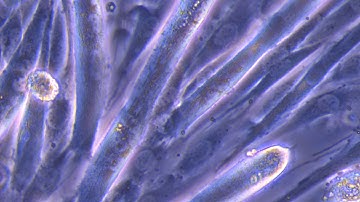 Online Supplementary Video 1. Induction of C2C12 Myotube Contraction Using Electrical Impulse.