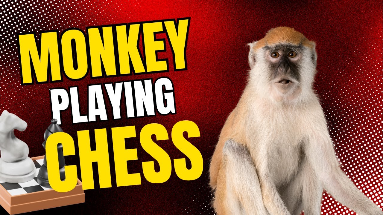 Monkey Playing Chess - YouTube