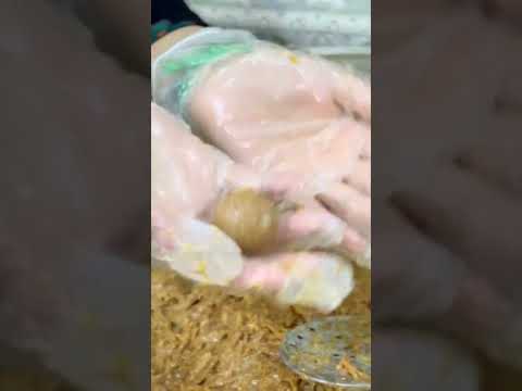 توزيعات ثواب شهر محرم ستوريات ح سينية   ابلور محرم