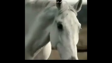 تلاوة مباركة من سورة ألعاديات. ألشيخ رعد محمد ألكردي