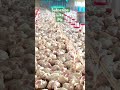 Cheema y viral Song 🎶 C P. F🐓🐓🐓