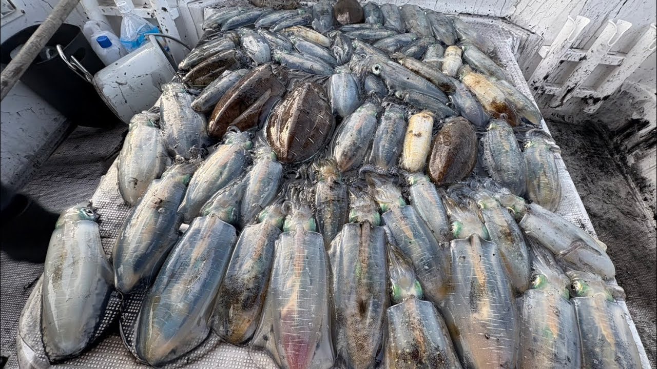 バーチカルのティップランで大爆釣してみた【下津井沖】2025/10/30