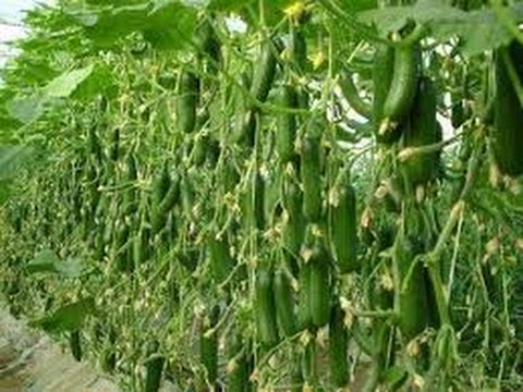 Growing Cucumbers