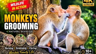 Monkey Family Life | Grooming, Nursing & Natural Behavior