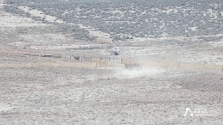16 Wild Horses Attempt to Evade Trap During Roundup