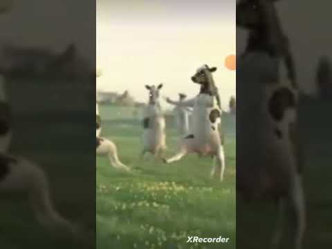 حمودي مودي مودي على صوتي