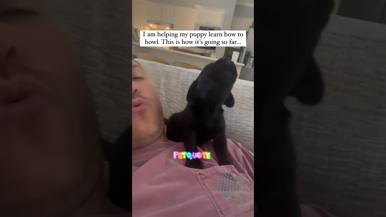 "Hilarious Dog Moments Canine Capers Captured YouTube