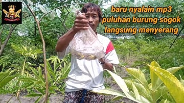 Mikat Burung Sogon Di Kebun Hasilnya Lumayan