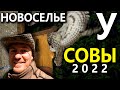 Новоселье у совы неясыти 2022