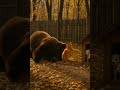 When a Brave Cat Protects the Puppies from a Bear 😳🐻🐱 #cat #wildlife #catandmousegame #animals