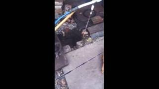 Прикольное видео Кот бьет щенка Прикольное видео Кот бьет щенка