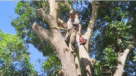 Cưa cây xoài cổ thụ ,Hình dáng siêu đẹp .Cưa cây kỹ thuật cao