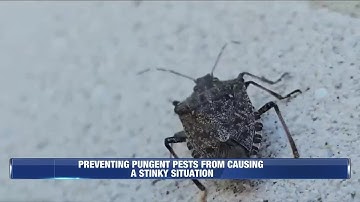 Tips for keeping stink bugs out of your house