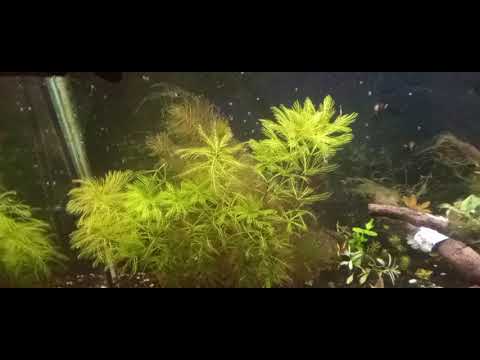 Proserpinaca palustris [mermaid weed]
