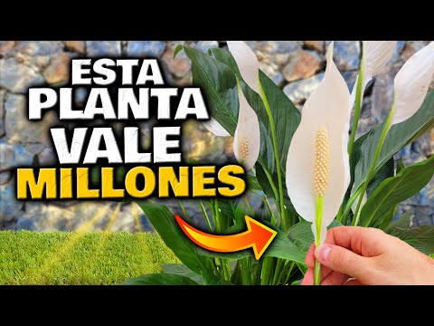 Video: Cuidado de las flores de cuero de pantano - Cómo cultivar flores de cuero de pantano
