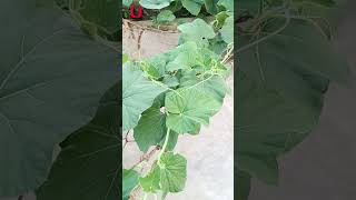 Gourd plants on the roof #gardening