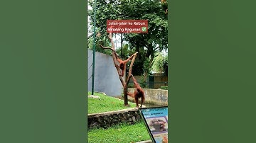 Melihat hewan di ragunan