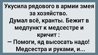 Как Солдата в Армии Змея За Хозяйство Укусила! Сборник Свежих Анекдотов! Юмор!