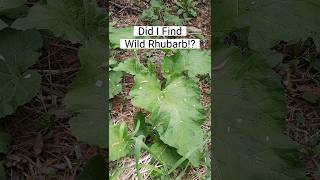 Is That Wild Rhubarb Common Burdock ID Wild Edible and Medicinal Plant