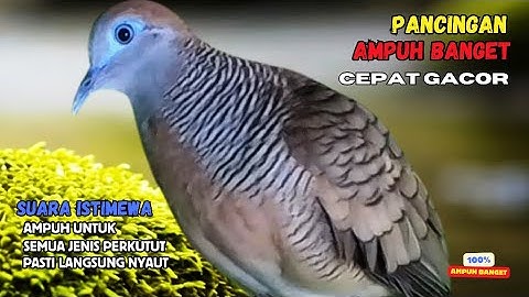 Zebra Dove - PANCINGAN Perkutut Gacor Lokal Suara Kristal | Semua Perkutut Bakal Bunyi Terus | Z004