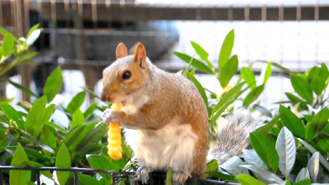 Squirrel eating french fry YouTube