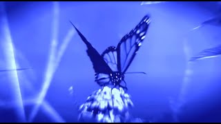 Download lagu ithaka 'BUTTERFLY BOOGIE'