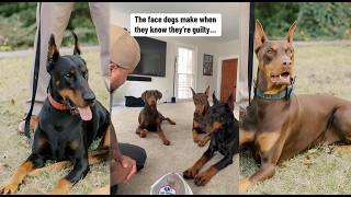 Luckily I got all 3! 🤣