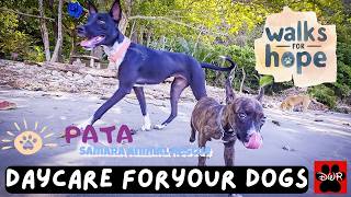 Beach Pack Walk | Dog TV with Rescue Dogs in Costa Rica (Walks for Hope)