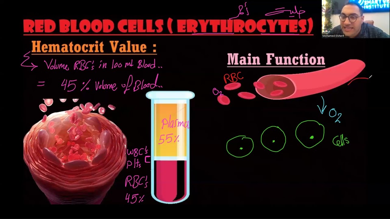Blood Physiology - 2 by Dr. Elsherif , Alexandria University