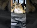 You aren’t supposed to be up there!