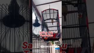 Saling Adu Tembakan Konin Vs Cungkok  kolibrininjagacor