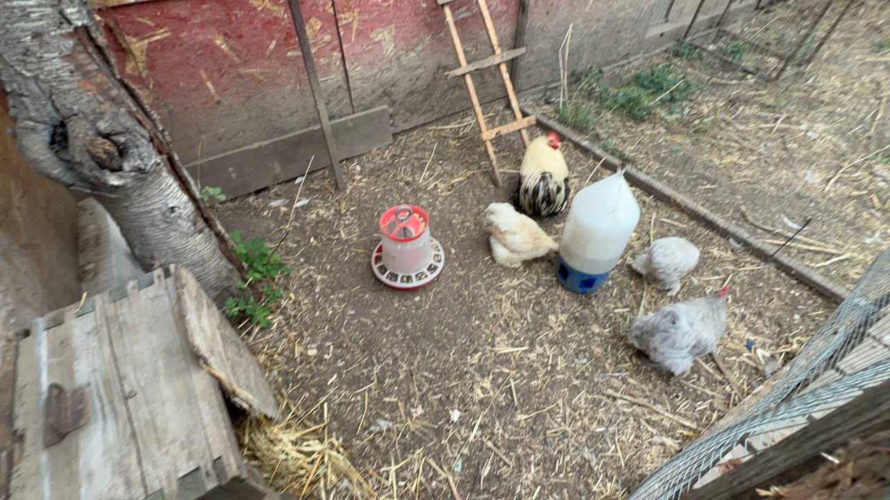 Am început să construiesc un nou coteț pentru păsări !! #viațalațară 