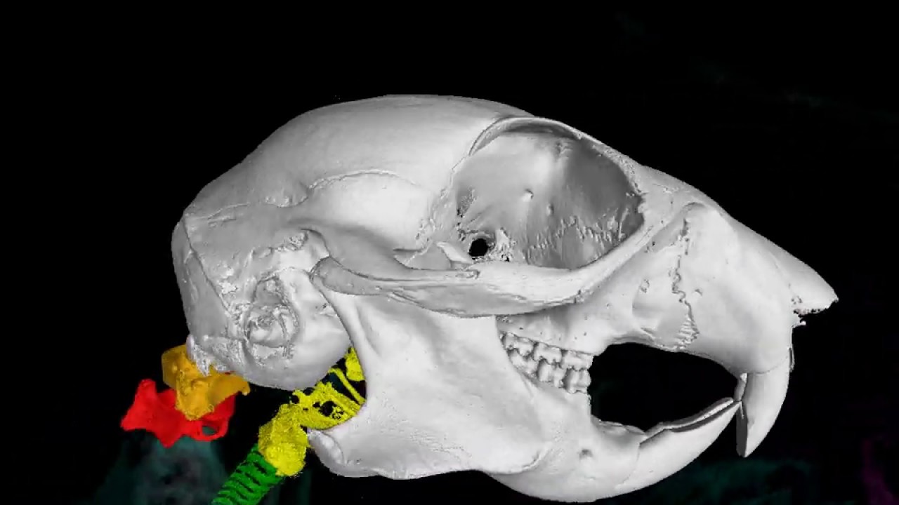 Sciurus vulgaris (ummz-mammals-80280)