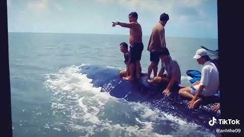 Cá voi mắc cạn được người dân giải cứu ra biển