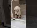 Lucky İyileşiyor mu? Yanındayız.🐾 #doglife