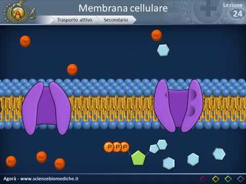 Video: Le membrane cellulari sono impermeabili?