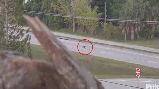 SWFL Eagles ~ A DANGEROUS MOMENT  F23 LANDS ON STREET GETTING ROADKILL! E23 FLIES AFTER HER 4.10.24