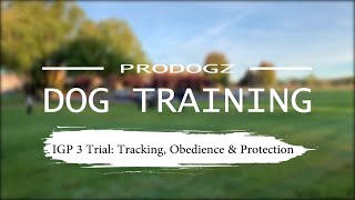 Mordechai vom Haus Tyson IGP3 Trial: Tracking, Obedience & Protection