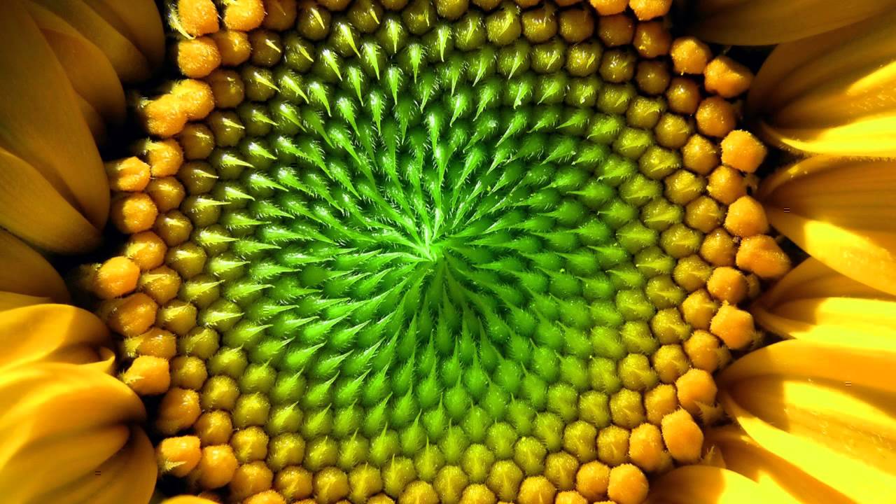 Watch WORKBENCH - Sunflower HQ on YouTube Watch WORKBENCH - Sunflower HQ on YouTube