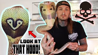 Gorgeous! New Venomous Spectacled Cobra! | Tyler Nolan