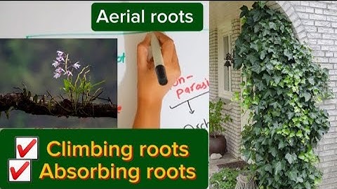 Types of aerial roots|Climbing roots|Absorbing roots|Orchids|Bsc and MSc botany topic.