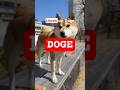 DOGE to $0.12?! 🚀 The Secret Breakout You CANNOT Miss! #Dogecoin #Crypto #DOGE