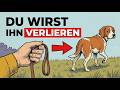 Der Richtige Weg, Deinen Hund Ohne Leine Zu Trainieren (Die Meisten Besitzer Machen Es Falsch)