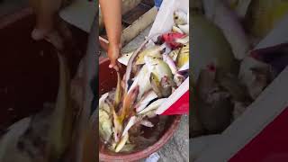 Fresh From The Igid Baybay Kabagis Kwaliti Resimi